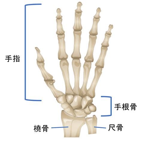 手 骨|【保存版】手根骨とは？覚え方を図・画像とともに解。